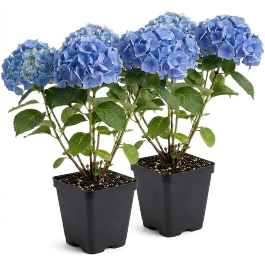 2 Nikko Blue Hydrangea Live Plants for Planting, 6-12 Inch Tall in 2.5 Inch Pot, Blue Mophead Bloom, Flowering Shrub for Garden and Patio