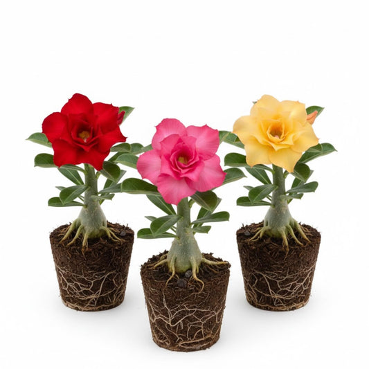 Set 3 Live Desert Rose Plants, Assorted Flowering Succulent Houseplant, Indoor Outdoor Growing 4-7'' Tall