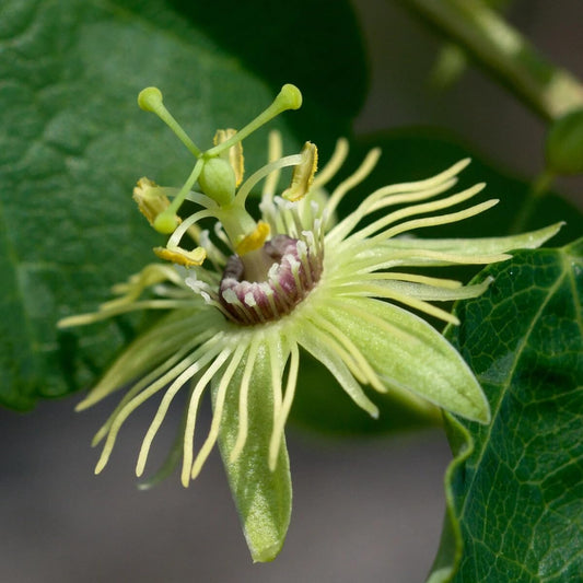 Live Plant - Yellow Passiflora Passion Fruit Starter Plant