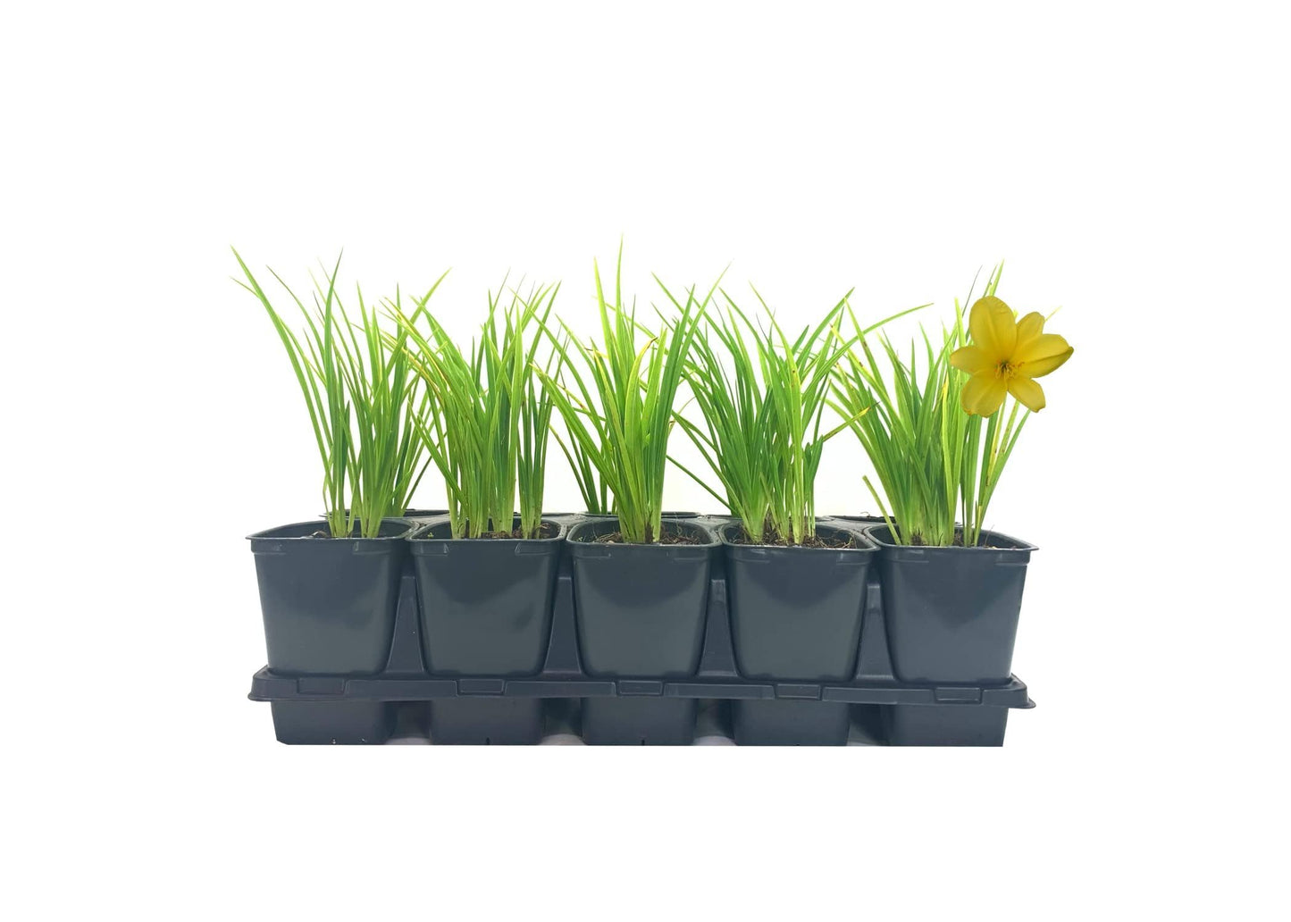 Daylily Yangtze | 10 Live Plants | Hemerocallis | Perennial Garden Favorite, Vibrant Blooms, Easy to Grow, Long Blooming Season, Low Maintenance, Ideal for Borders, Attracts Pollinators