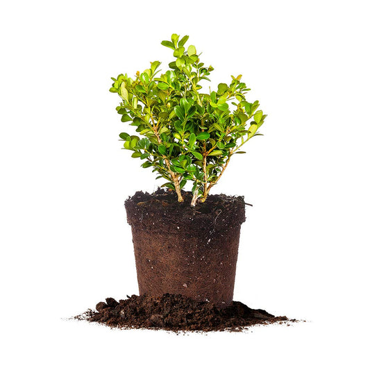 Japanese Boxwood 1 Gallon