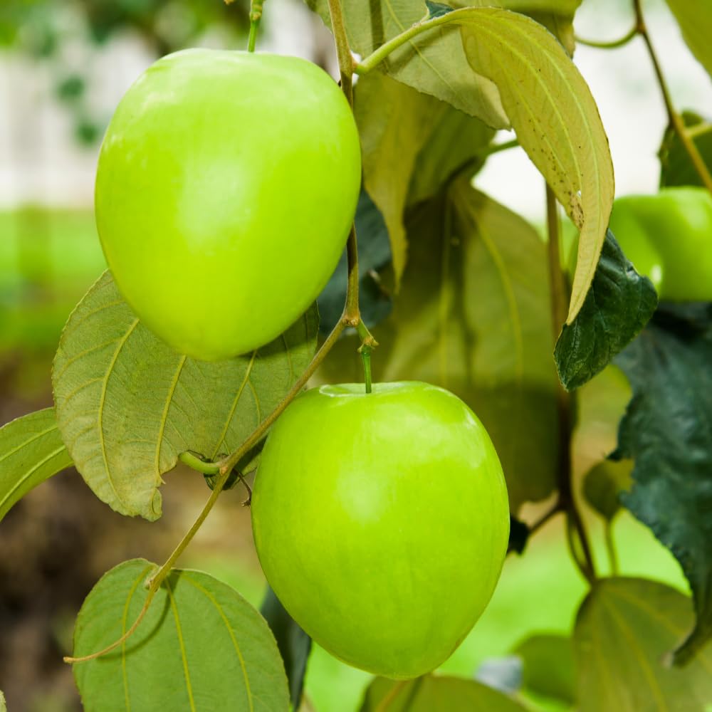 Thai Jujube Tree Live Plant in 3 Gallon Container, Sweet Apple Date Tree, 2 Feet Tall, Hardy and Perennial, No Ship to CA