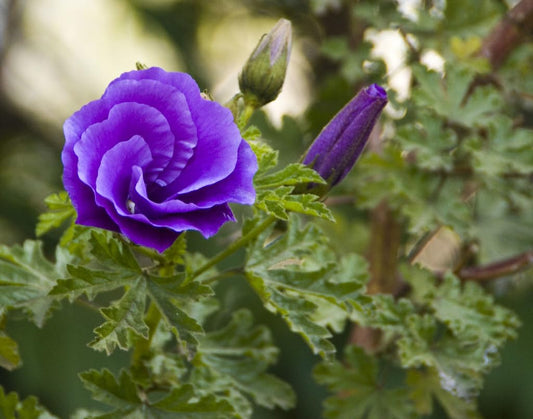 Live Plant - Alyogyne Huegelii Blue Hibiscus Live Well Rooted Starter Plant