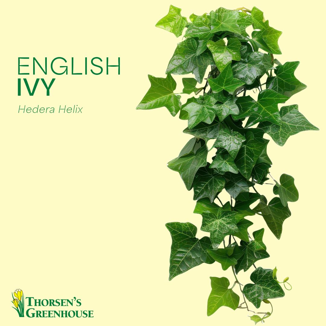 Thorsen's Greenhouse Live Green English Ivy Plant, Hedera Helix, Natural Air Purifier, Easy to Grow, Live Indoor Houseplant, 4" Diameter Pot (Copper)