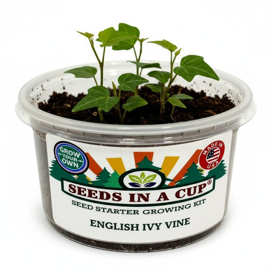 English Ivy Seed Starter Kit | Seeds In A Cup® | Hand Picked Ivy Seeds, Planter with Clear Lid | Gift for Mom, Dad, Kids & You! Made in USA