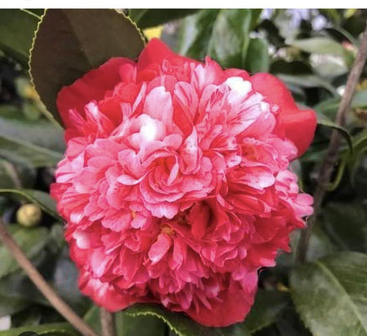 Live Plant - Laura Walkercamellia Japonica-Live Starter Plant
