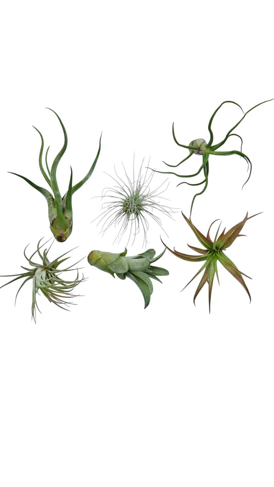 It Blooms Rainforest Grown 6 Pack Assorted Hardy Air Plants - Succulents - Bromeliads - Live Tillandsia - Easy Care House Plants - 30 Day Guarantee