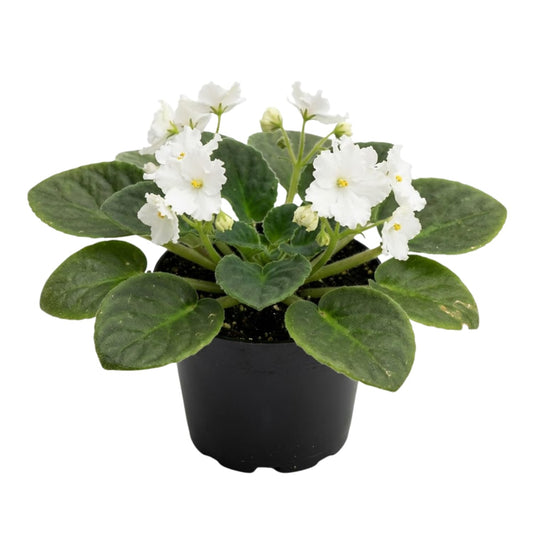 African Violet Plant Live in 4 Inch Pot, Indoor Flowering Houseplant, Compact Blooming Plant for Home or Office (White Blooms)