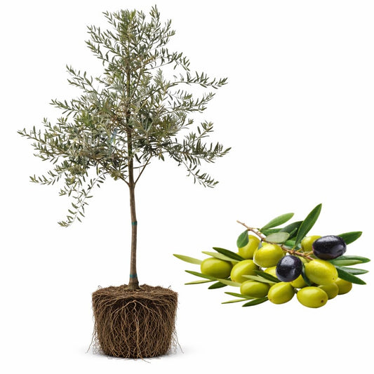 Arbequina Live Olive Tree Plant (2.5–3 Ft Tall), High-Yield, Compact, Drought-Tolerant Olive Tree for Planting Outdoor, No Ship to CA,HI,AK