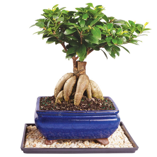Brussel's Bonsai Live Ginseng Grafted Ficus Indoor Bonsai Tree - Medium, 6 Year, 8 to 12 In - Live Bonsai Tree in Ceramic Bonsai Pot and Humidity Tray