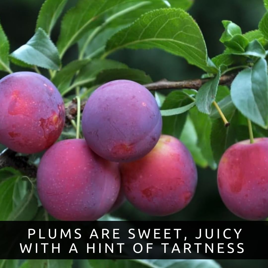 Sweet American Plum Tree Seedling for Planting – Well-Rooted 1-Year-Old Tree, Easy-to-Grow Backyard Fruit Tree for Fresh Plums, Home Orchard, and Culinary Use