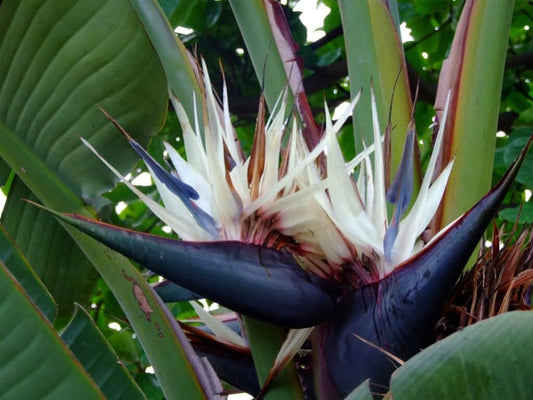 Live Plant - Giant Whitebird of Paradisestrelitzia Nicholairooted Plant10-12 Inches Tall