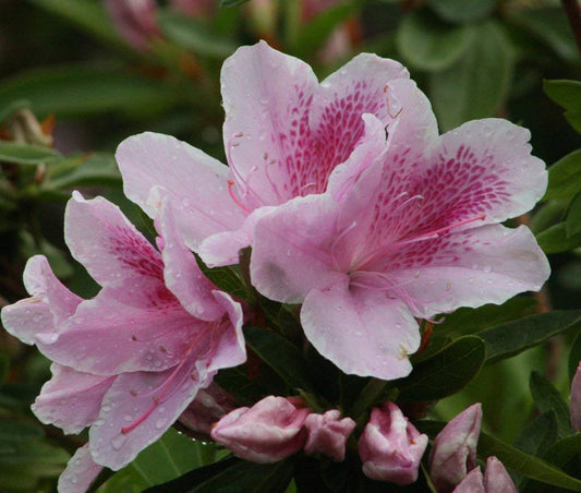 George Tabor Azalea (Southern Indica) - Live Plant - (1 QT)
