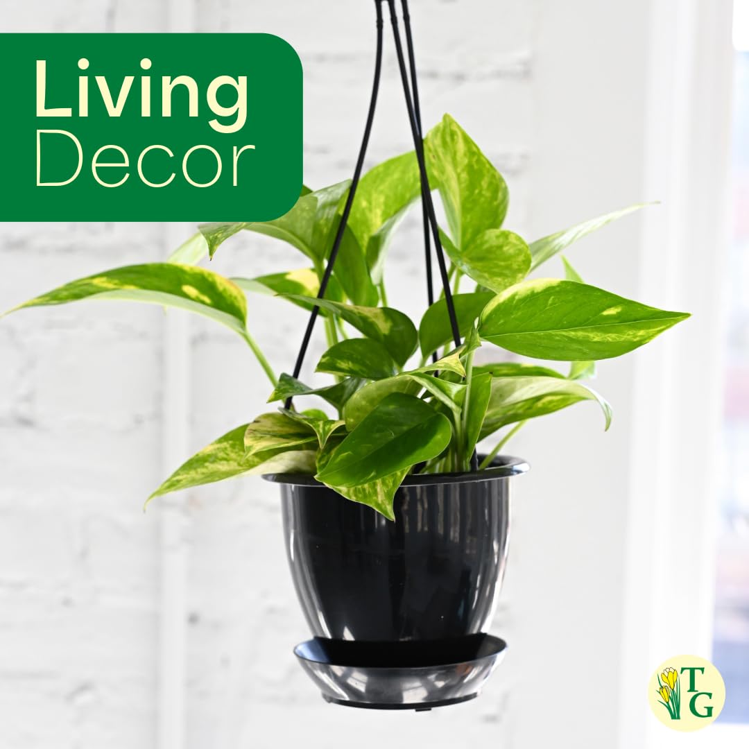 Thorsen's Greenhouse Golden Pothos, Live Indoor Vining Plant, Easy to Grow, Variegated Houseplant, Natural Air Purifier (Gold, 4-inch Pot)