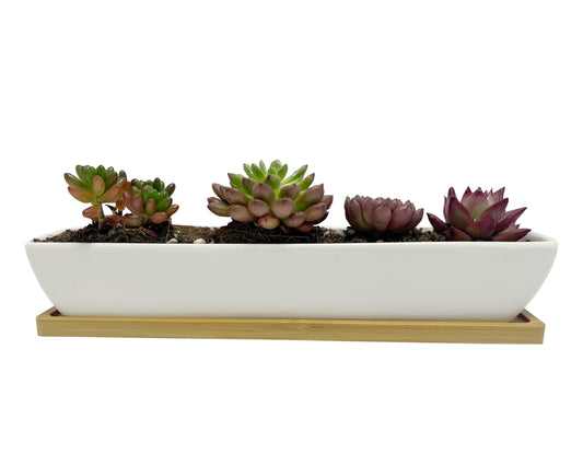 SeaStar White Rectangular Long Succulent Planter Pot,11x2.16x1.75inch Modern Minimalist Ceramic Succulent Planter Pot with Saucer for Office,Desk,Window.