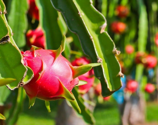Red Dragon Fruit Plant Live 12 Inch Tall in Quart Pot, Sweet Tropical Fruit Plant, Red Pitaya Plant for Outdoor Garden