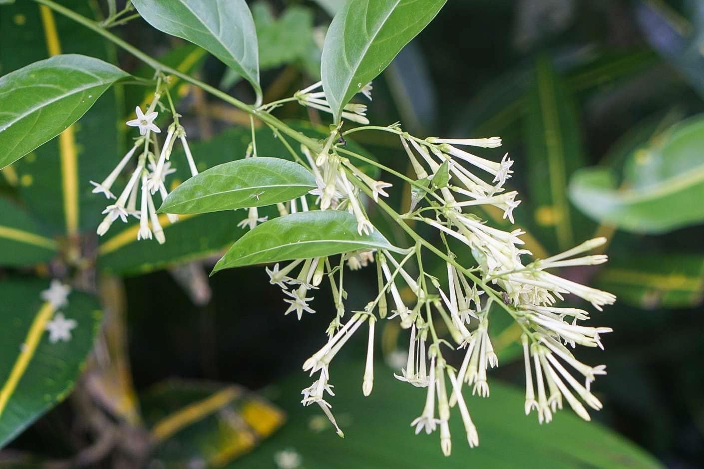 Night Blooming Jasmine I 20 Live Plants I Cestrum Nocturnum | Fragrant White Flowers for Evening Garden Bliss, Perfect for Container Gardening, Easy to Grow