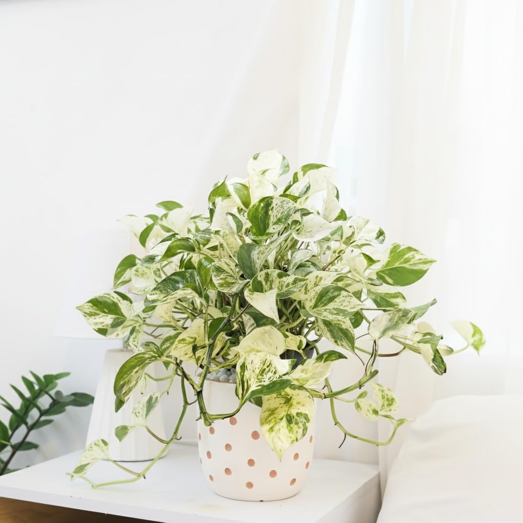 Pothos Manjula (4" Grower Pot) - Low Light and Healthy Houseplant - Easy to Care Indoor Plants - Live Healthy Houseplant for Home Office Decoration