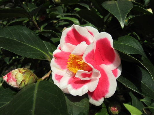 Live Plant - Tama No Ura Unique Bloom Camellia Japonica-Live Starter Plant
