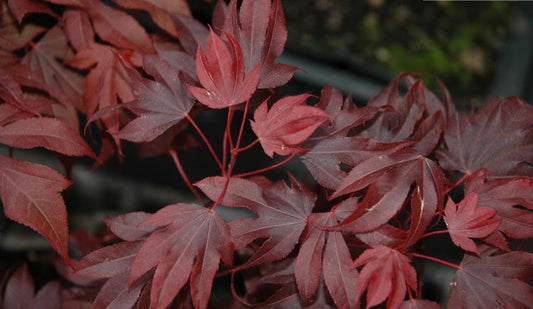 Adrians Compact Japanese Maple 2 - Year Live Plant