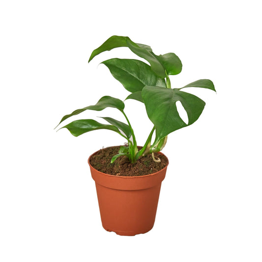 Philodendron Mini Monstera Minima | Live Plant for Indoor & Outdoor | for Living Room, Office, Bathroom | (4" Pot)