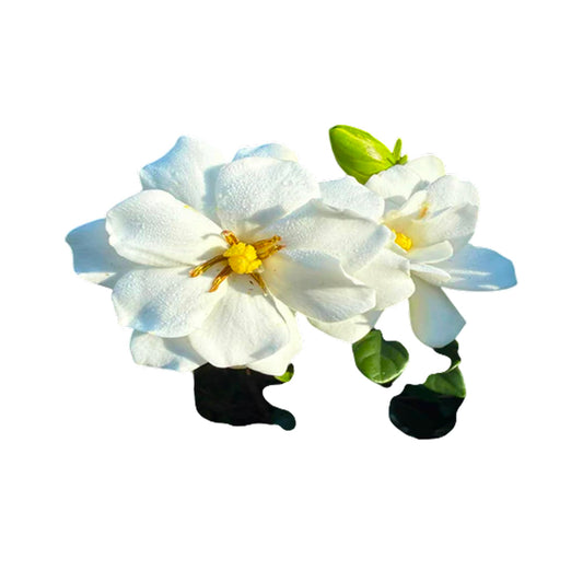 Double Mint Gardenia Plant – Fragrant Reblooming Shrub with Double White Blooms – Evergreen Gardenia Bush for Containers, Borders & Landscapes (3 Gallon/Potted/Single Plant)