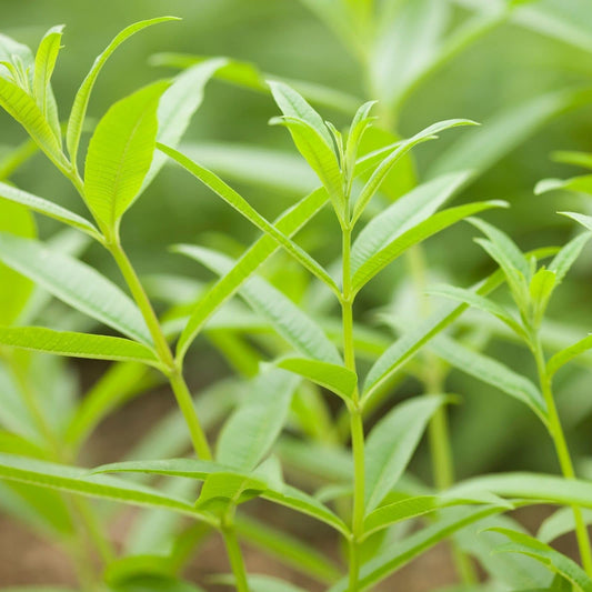 Clovers Garden Lemon Verbena Herb Plants – Two (2) Live Plants – Non-GMO - Not Seeds - Each 4" to 8" Tall – in 4" Inch Pots - Bright Lemony Herb, Great Grower
