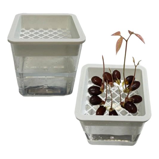 Plant Propagation Station - Clear Soilless Containers for Plants | Hydroponic Pots | For African Violets Alocasia Bedroom Living Room Patio Balcony Desk Porch