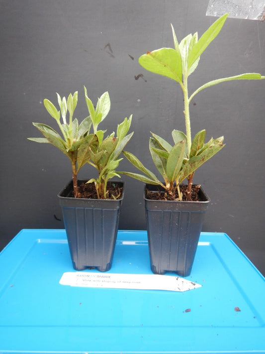 Live Plant - Audrey Marie Azalea Rhododendron Starter Plant White with Purple Stripes