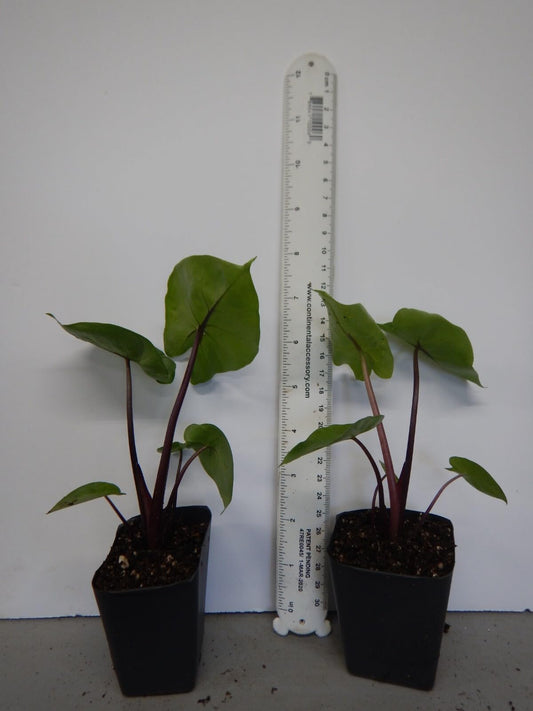 Live Plant - Waikiki Elephant Ear - Colocasia Esculenta - Live Starter Plant