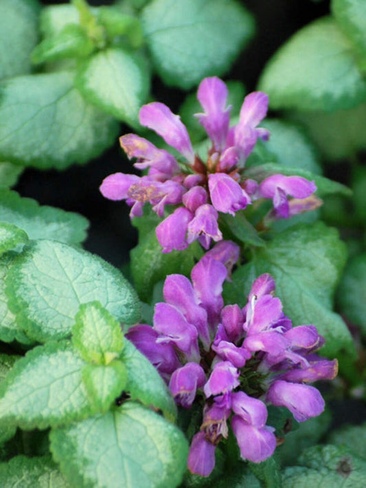 Perennial Farm Marketplace Lamium maculatum ‘Beacon Silver’ (Dead Nettle) Live Perennial, Size-#1 Container, Pink Spring Flowers with Silver Variegated Foliage