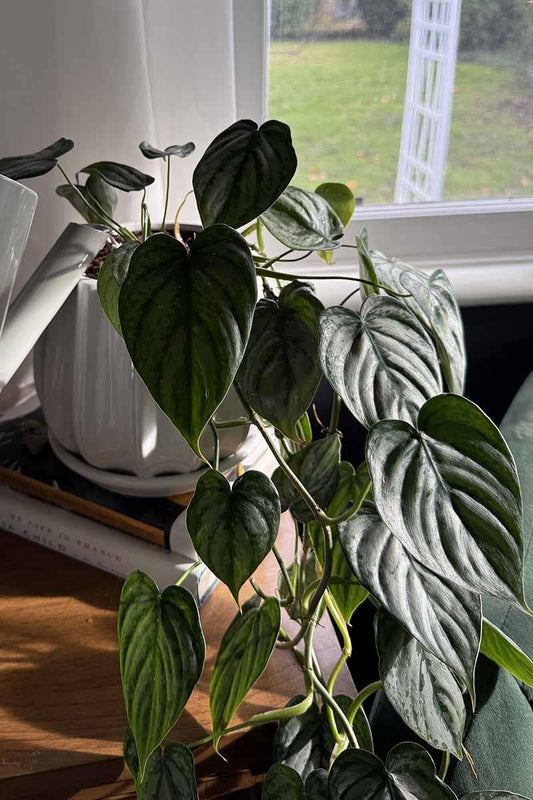 RedCrocus - RedCrocus Brandi' Philodendron Indoor Plant - Glossy, Broad Green Foliage, Pet Toxic, Easy Care, Container & Indoor Friendly, Shaded Gardens 6" Pot