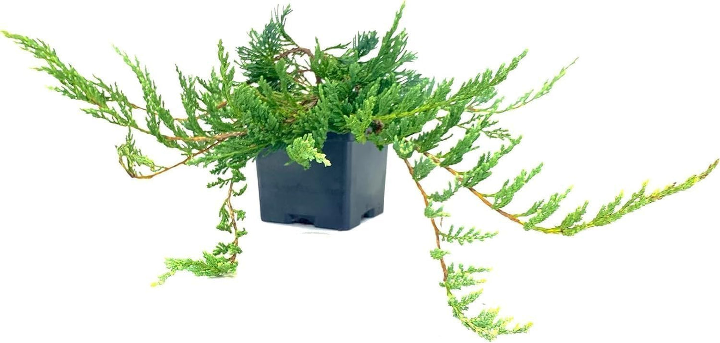 Bar Harbor Juniper | 5 Live 4 Inch Pots | Juniperus horizontalis 'Bar Harbor' | Perfect Lush Ground Cover & Landscape Accent | Drought Resistant & Low Maintenance
