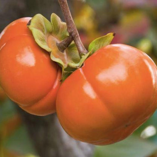 Very Hardy Persimmon Tree Live Plant, Cold Hardy and Sweet American Persimmon, 1 Year Old 6-12" Plant
