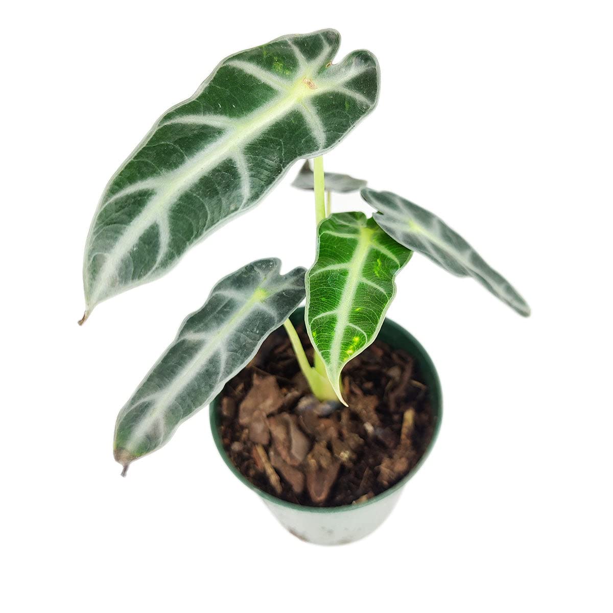 Alocasia Bambino (4'' Grower Pot) - Low Light and Healthy Houseplant - Easy to Care Indoor Houseplant