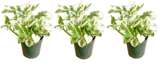 Live Tropical Pothos Plant Pearls & Jade, (3 Pack) in 3-inch Pot, NO Shipping to CA