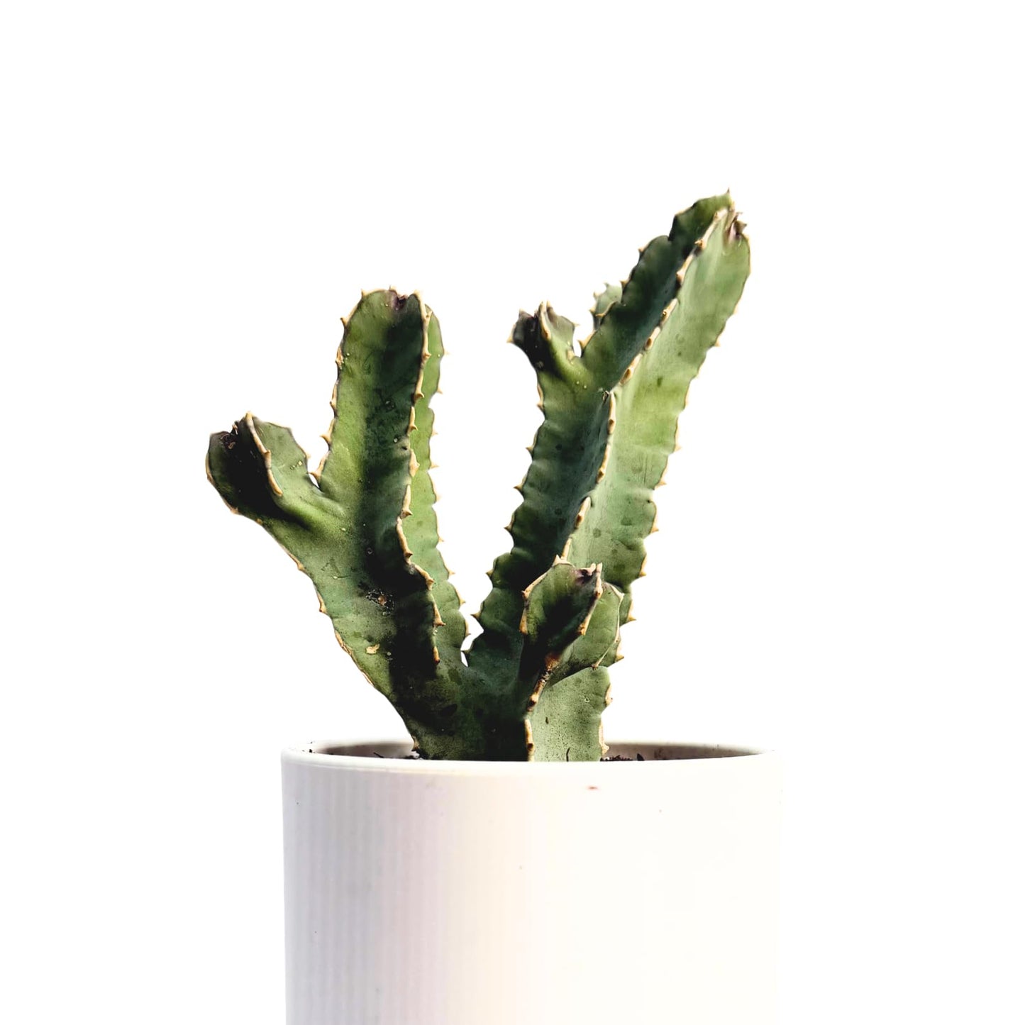Caralluma Speciosa Live Succulent – Rare Desert Cactus-Like Plant – Unique Star-Shaped Blooms – Easy to Grow Indoors or Outdoors – Drought-Tolerant Exotic Succulent – 6-8 Inches Tall