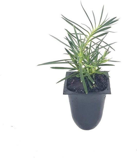 Frosty Fire Dianthus - 10 Live Plants - Dianthus Allwoodii - Fragrant Cold Hardy Groundcover