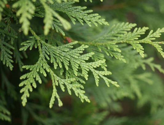 5 Emerald Green Arborvitae Trees/Shrubs - 6-12" Tall Live Plants - Evergreen Hedges/Bushes - Thuja occidentalis 'Smaragd' - (5 Pack)