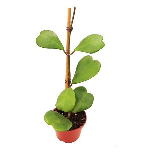 California Tropicals Hoya Kerrii Tall Heart-Shaped Live Houseplant- Unique Indoor House Plant, Perfect for Home Decor, Gifts, Garden, Gardening, Small Pot - Real Pants for Office