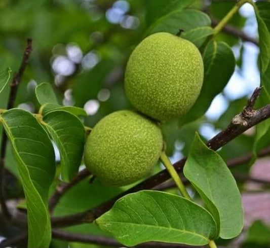 Black Walnut Tree Live Plant | Live Tree Seedlings (2 Trees) 2-3' Tall Juglans nigra