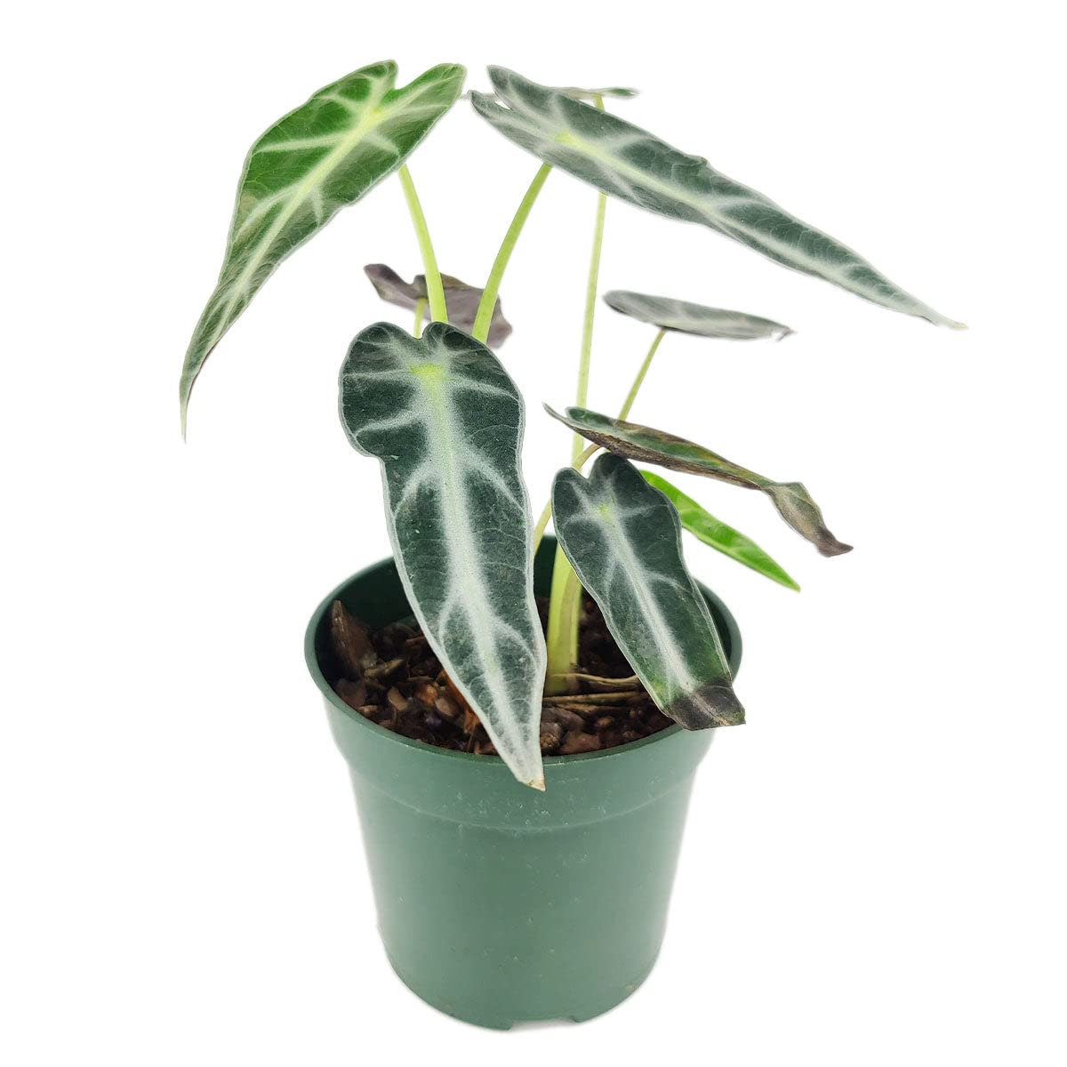 Alocasia Bambino (4'' Grower Pot) - Low Light and Healthy Houseplant - Easy to Care Indoor Houseplant