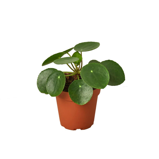 Pilea Peperomioides 'Chinese Money' | Live Plant for Indoor & Outdoor | for Living Room, Office, Bathroom | (4" Pot)