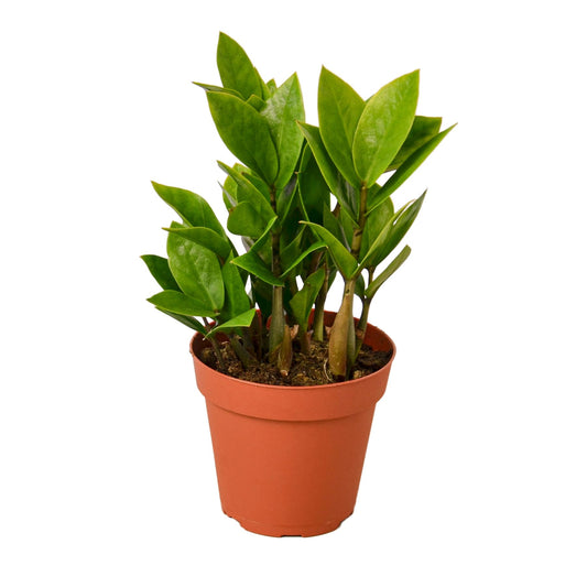 ZZ Plant | Live Plant for Indoor & Outdoor | for Living Room, Office, Bathroom | (4" Pot)