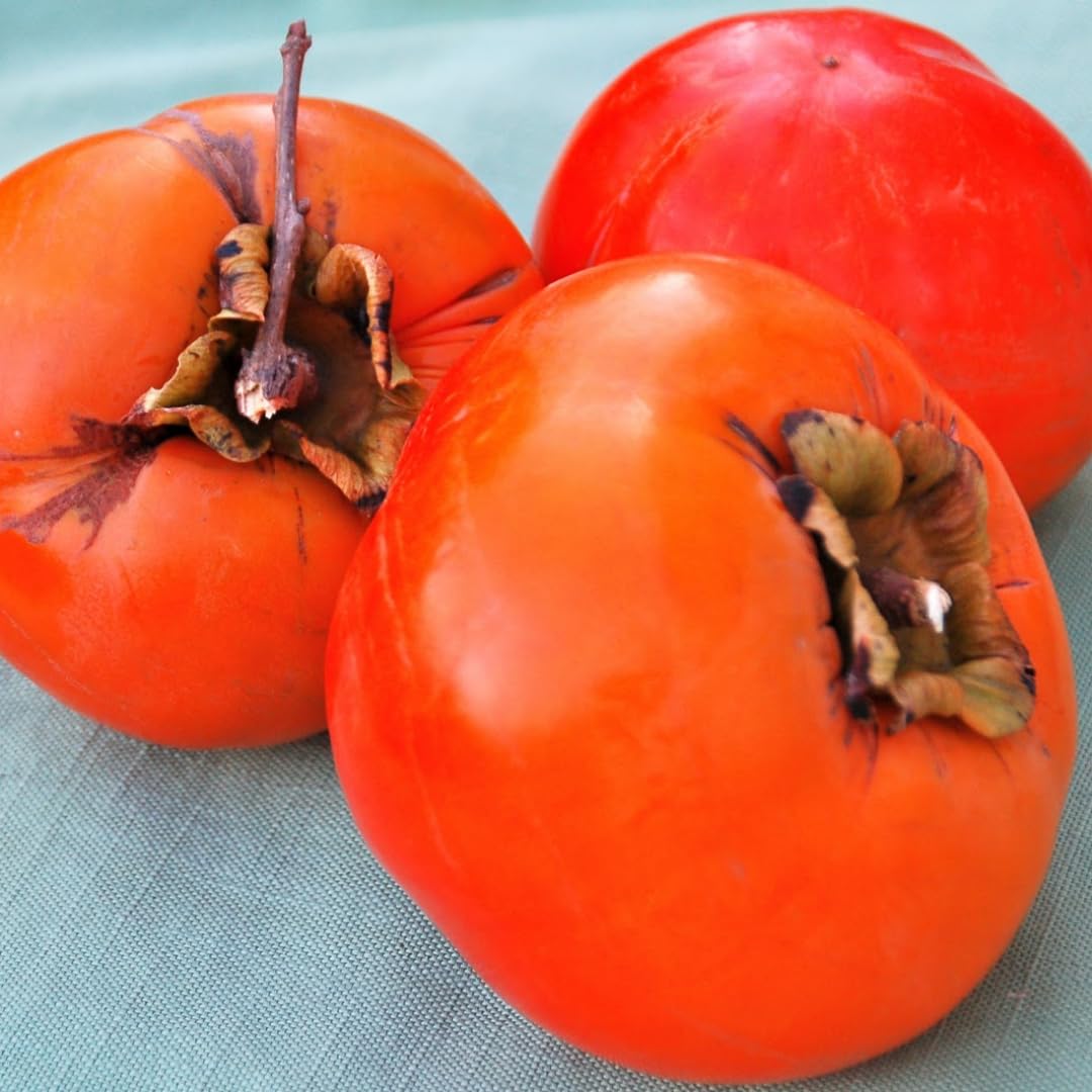 Persimmon Fruit Trees Live Plants, 6-14 Inches Seedlings, Well-Rooted, American Persimmon Tree for Planting Outdoor, Zones 7-9, No Leaf, Bare Roots