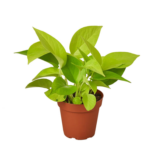 Philodendron Cordatum Neon | Live Plant for Indoor & Outdoor | for Living Room, Office, Bathroom | (4" Pot)