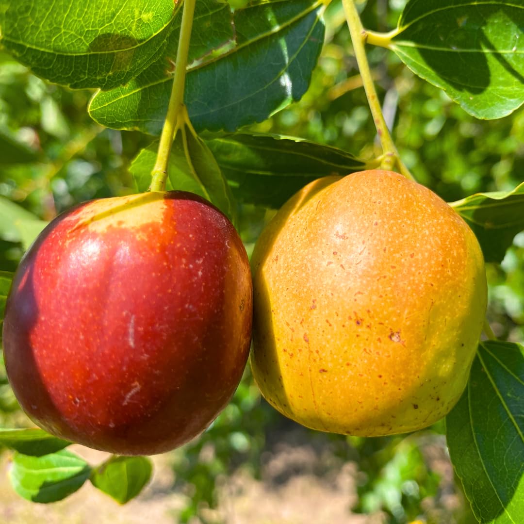 High Yield Li Jujube Tree Live Plant, 9 to 14 Inches in Tall Potted, Dormant in Winter