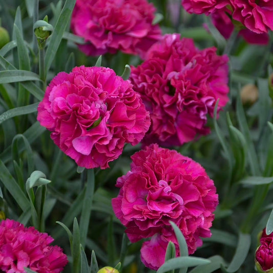 Live Plant from Green Promise Farms, Proven Winners Dianthus Fruit Punch Funky Fuchsia Pinks, dbl. purple Flowers - #1 Gallon Container, PLANT DOES NOT SHIP TO AZ, CA, HI, ID, MT, NV, OR, PR, UT & WA!