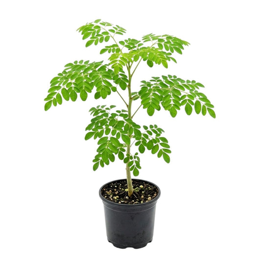 Live Moringa Tree Plant for Planting, 2 Plants Per Pot, Moringa Oleifera Plants 4-8 Inch Tall, Edible Tropical Garden Ready Plant