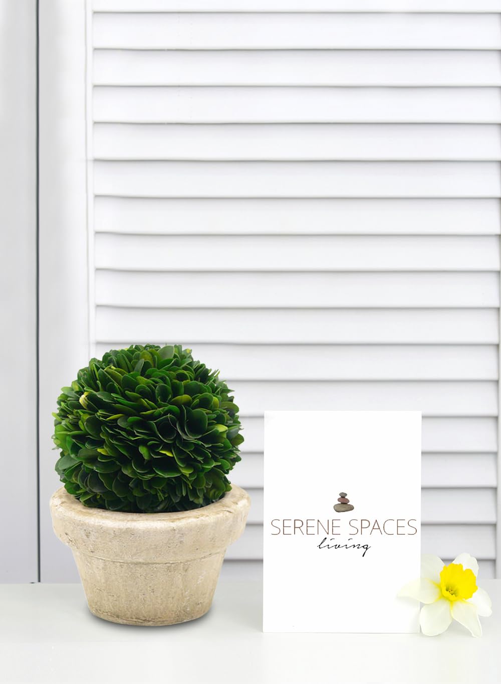 Serene Spaces Living Set of 12 Preserved Boxwood Ball with Small Pot – Boxwood in Planters, Preserved Plant for Boxwood Table Decor, Boxwood Centerpiece, Measures 5.5" Tall & 4" Diameter